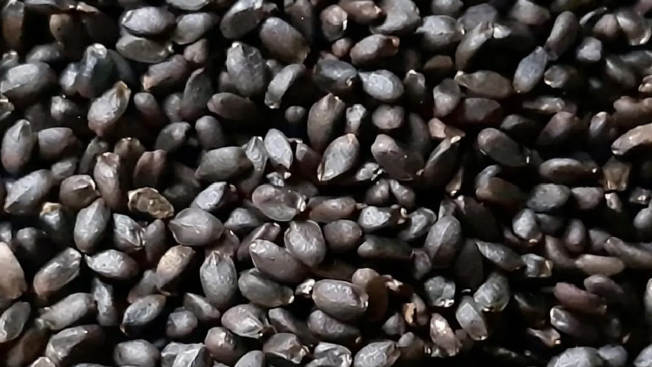 Sabja 5