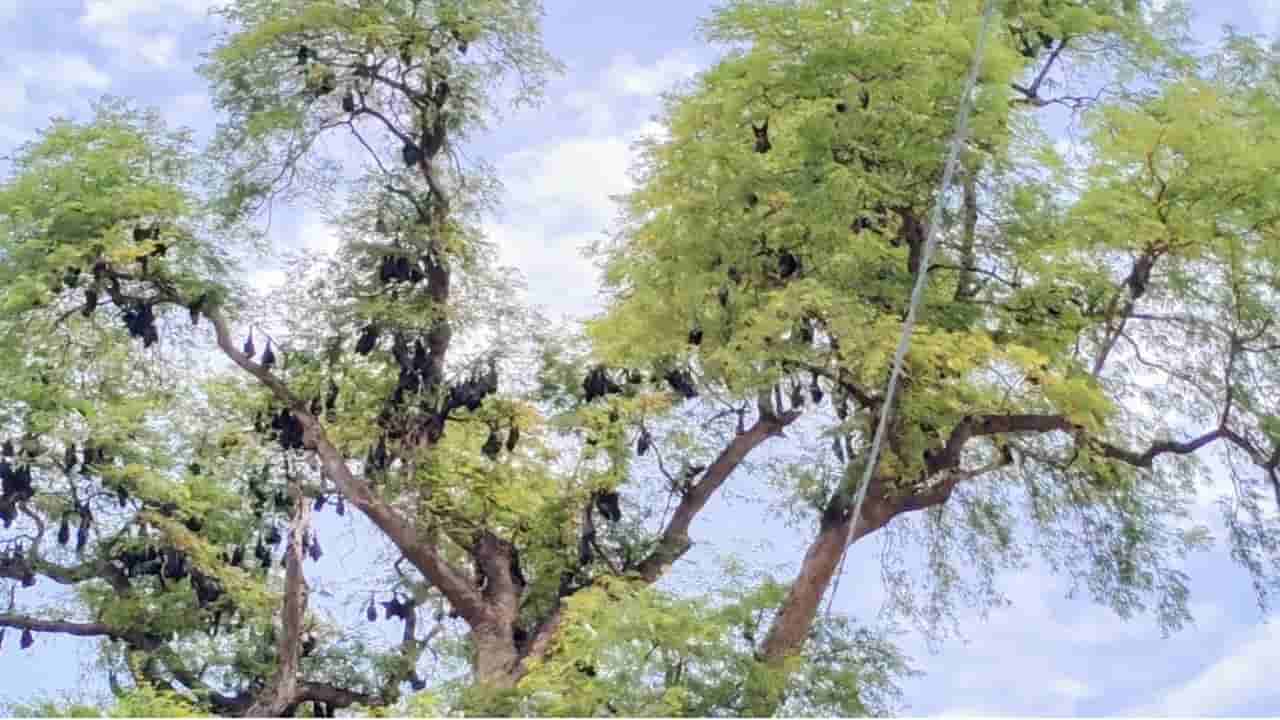 200 ఏళ్లగా ఆ గ్రామాన్ని గబ్బిలాలు ఎలా కాపాడుతున్నాయి? ఇన్నాళ్లు మనం అనుకున్నది తప్పా?