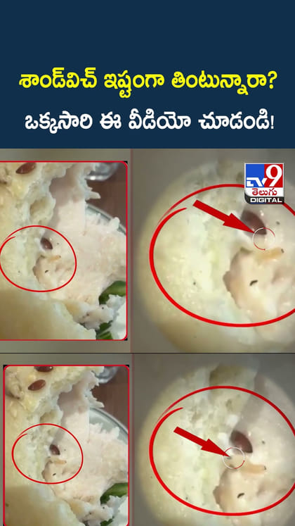 శాండ్‌విచ్‌ ఇష్టంగా తింటున్నారా? ఒక్కసారి ఈ వీడియో చూడండి!