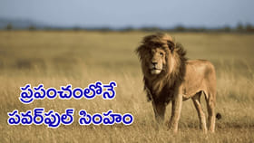 బతికింది 14 ఏళ్లే.. కానీ, 1000 ఏళ్లైనా చెరిగిపోని చరిత్ర దీనిది!