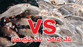 సముద్రపు చేపలు vs నది, చెరువు చేపలు.. వీటిలో ఏవి మంచివి..?