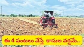 సెప్టెంబర్‌లో కూడా అధిక లాభం పొందేందుకు అనువైన పంటలు ఇవే..