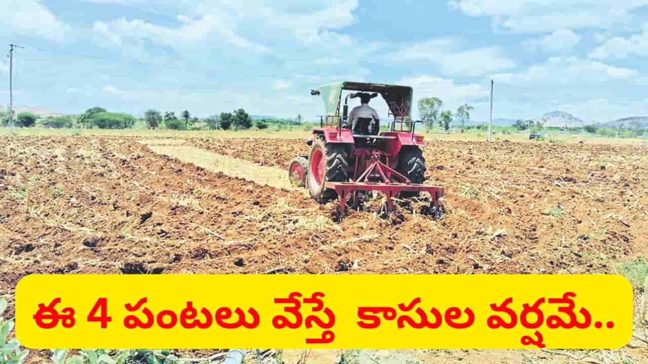 రైతన్న ఇంకా టైం ఉంది.. సెప్టెంబర్లో కూడా అధిక దిగుబడినిచ్చే ఆరుతడి పంటలు ఇవే..