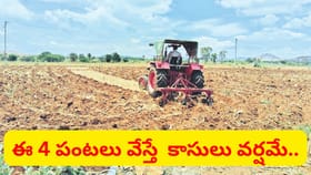 సెప్టెంబర్‌లో కూడా అధిక లాభం పొందేందుకు అనువైన పంటలు ఇవే..
