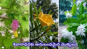శ్రావణంలో ఇంట్లో ఈ శివుడికి ఇష్టమైన మొక్కలు పెంచండి.. ఆధ్యాత్మికత