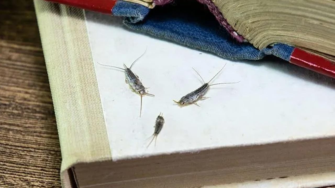 లవంగాలు, దాల్చినచెక్క: లవంగాలు, దాల్చినచెక్కల నుండి వచ్చే ఘాటైన సువాసన సిల్వర్ఫిష్లకు ఏమాత్రం పడదు. కొన్ని లవంగాలు లేదా దాల్చినచెక్క ముక్కలను చిన్న కాటన్ గుడ్డలో కట్టి, అల్మారా మూలల్లో లేదా పుస్తకాల వెనుక ఉంచాలి. ఈ వాసనకు పురుగులు ఆ ప్రాంతంలోకి రావు.