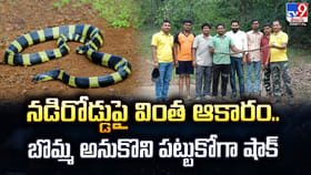 నడిరోడ్డుపై వింత ఆకారం.. బొమ్మ అనుకొని పట్టుకోగా షాక్‌