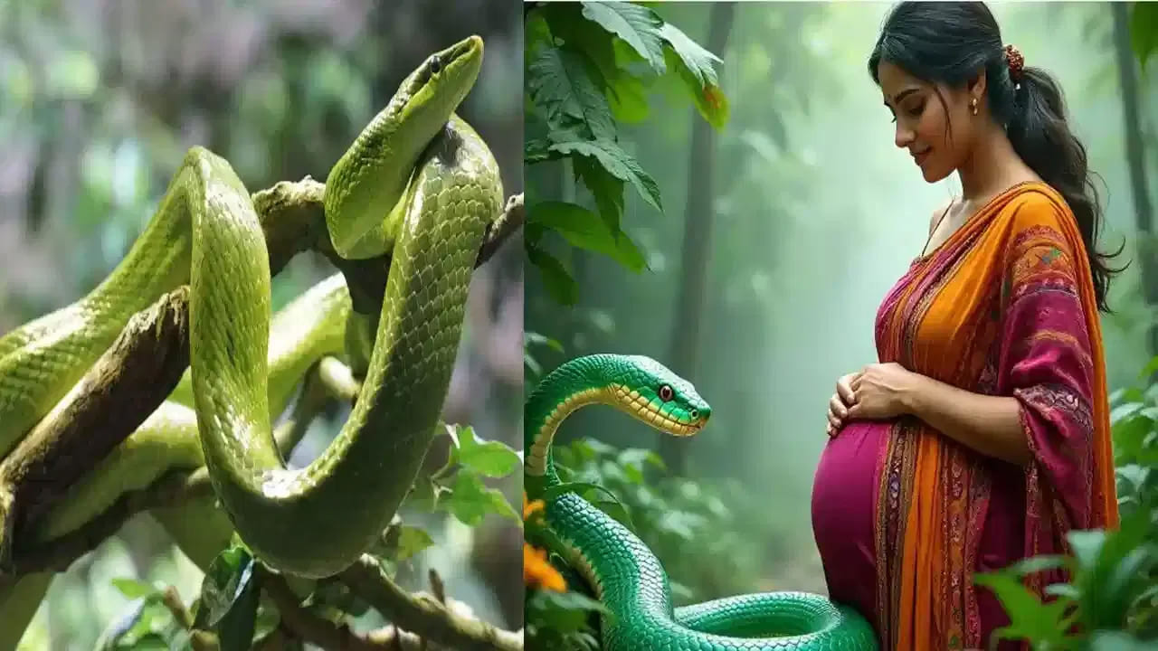కానీ దీని వెనుక అనేక పౌరాణిక కథలు ఉన్నాయని చెబుతుంటారు. ముఖ్యంగా హిందూ మతంలో పాములను దైవ స్వరూపంగా భావించి పూజలు చేస్తారు. అందువలన పాములు విషపూరితమైనప్పటికీ వాటికి ఉన్న దైవిక హోదా వలన అవి గర్భిణీలను కాటు వేయవంట. ముఖ్యంగా నాగు పాములు ఎప్పుడూ కూడా గర్భిణీలను కాటు వేయవు అని చెబుతుంటారు పండితులు.
