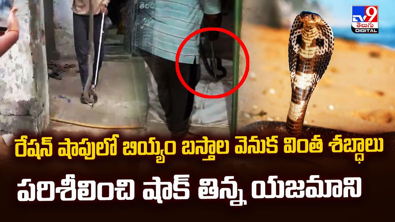 రేషన్ షాపులో బియ్యం బస్తాల వెనుక వింత శబ్ధాలు.. పరిశీలించి షాక్ తిన్న యజమాని రేషన్ షాపులో బియ్యం బస్తాల వెనుక వింత శబ్ధాలు.. పరిశీలించి షాక్ తిన్న యజమాని