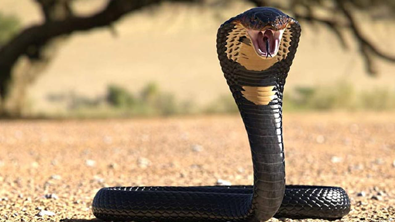 Snake