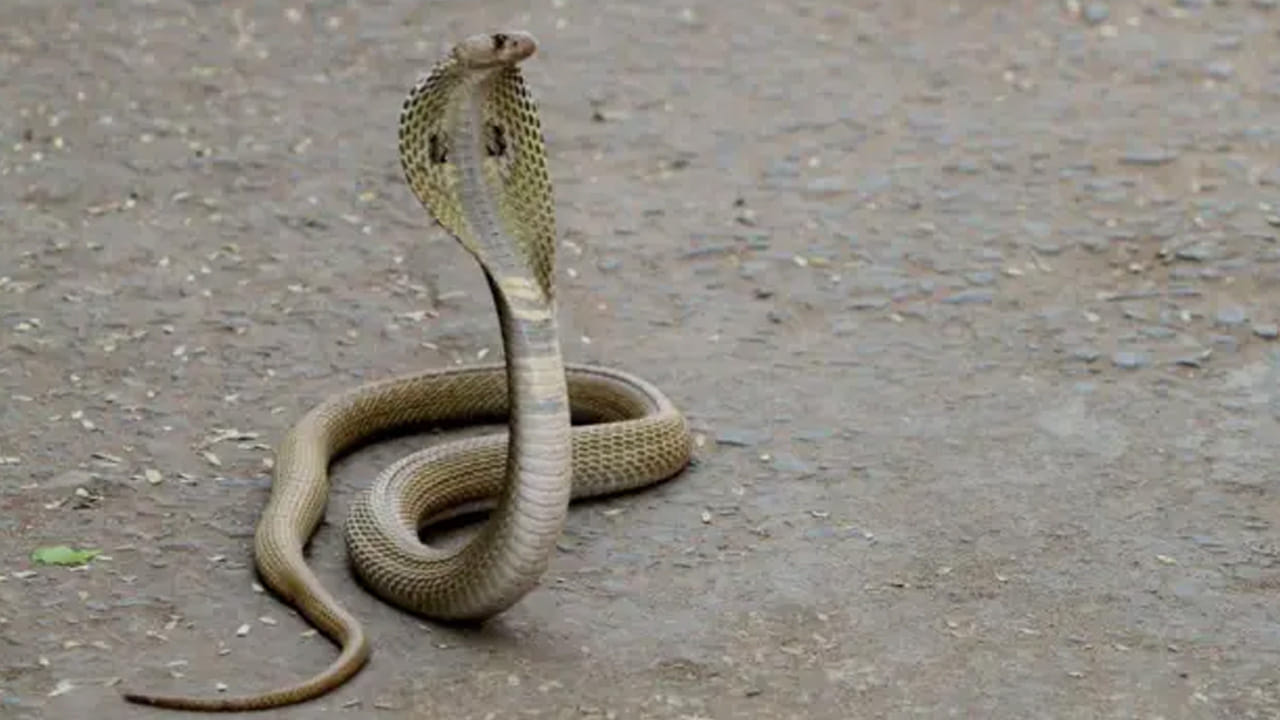 Snake 2