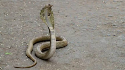 తాచుపాము పడగ విప్పి ఎదురైతే..?