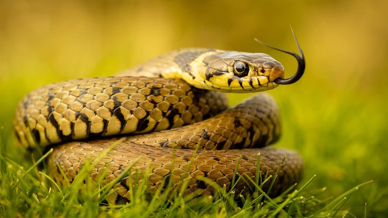 Snake 3