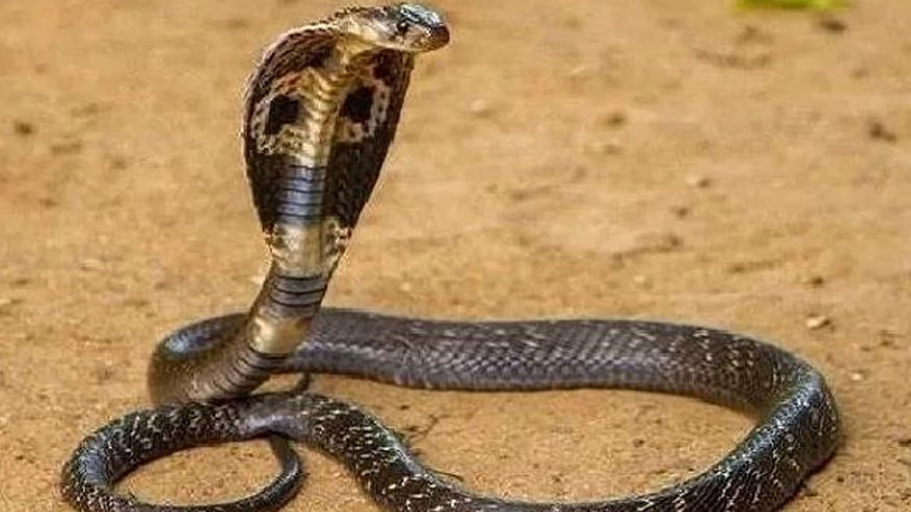 Snake 4