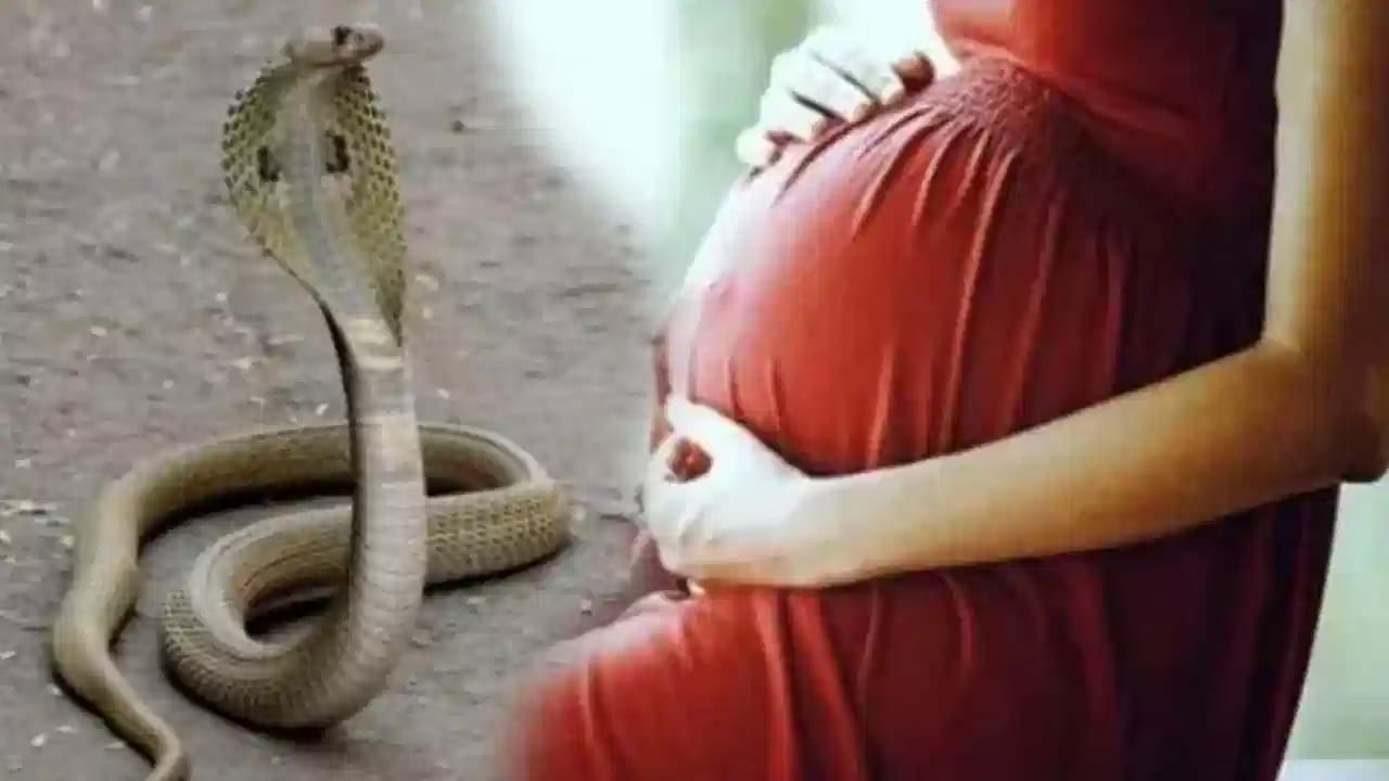 చాలా మంది గర్భిణీలను పామలు కాటు వేయవు అని చెబుతుంటారు. అయితే ఇందులో ఎంత నిజం ఉందో తెలియదు కానీ ,కొంత మంది దీనిని నమ్మితే మరికొంత మంది మాత్రం ఇవన్నీ మూఢనమ్మకాలు అని కొట్టిపారేస్తుంటారు. అయితే కొంత మంది మాత్రం పాము తొమ్మిది నెలల గర్భిణీని చూస్తే కళ్లు కనిపించవు. అందుకే అవి ప్రెగ్నెంట్తో ఉన్నవారిని కాటు వేయవు అని చెబుతుంటారు.