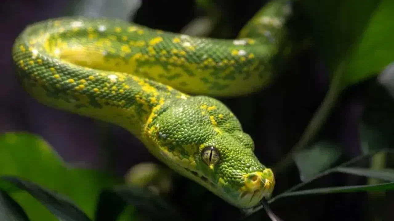 Snake 5