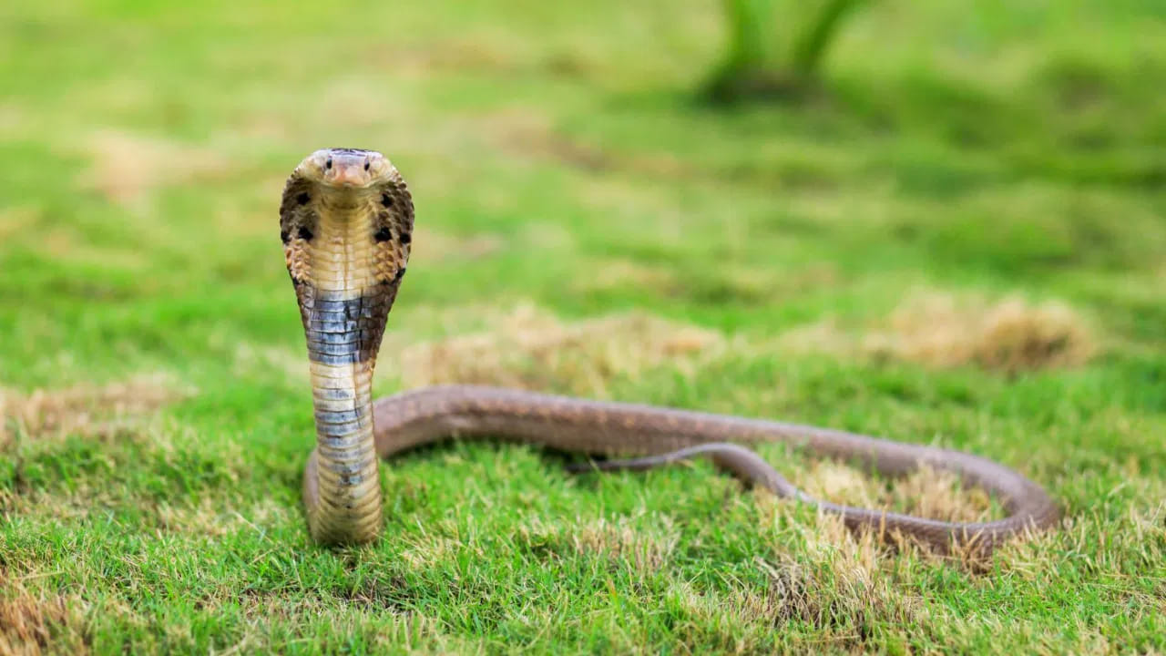 Snake 5