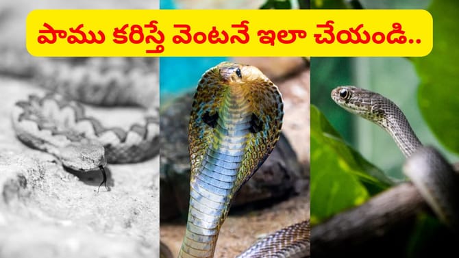 పాము కరిస్తే ఈ తప్పులు అస్సలు చేయకండి..