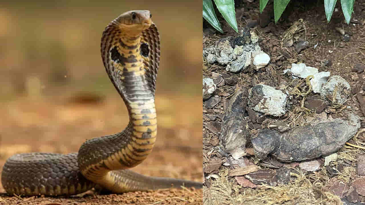 పాములు ఎన్ని రోజులకు ఒకసారి మల మూత్ర విసర్జనలు చేస్తాయో తెలుసా?