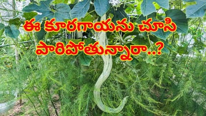 ఈ కూరగాయను చూసి పారిపోతున్నారా?తరచూ తిన్నారంటే ఆ సమస్యలన్నీ పరార్