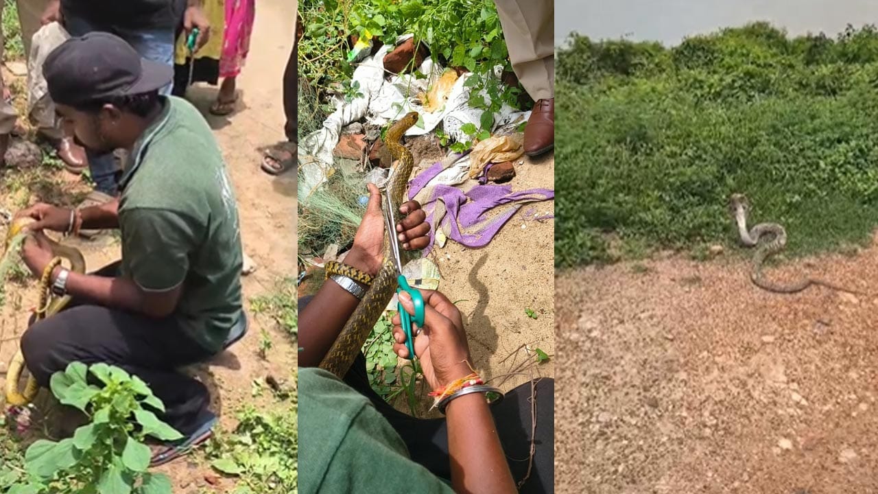 తోటలో 6 మీటర్ల కింగ్ కోబ్రా.. పడగ విప్పి అలాగే చూస్తోంది..! ఏం జరిగిందని దగ్గరికెళితే..