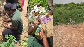 తోటలో 6 మీటర్ల కింగ్ కోబ్రా..పడగ విప్పి అలాగే చూస్తోంది! ఎందుకంటే