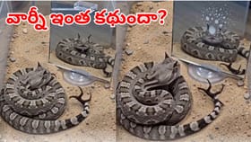 అద్దంలో తన ప్రతిబింబం చూసి పాము ఎందుకు వింతగా ప్రవర్తిస్తుంది