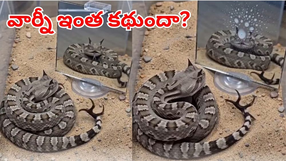 అద్దంలో తన ప్రతిబింబం చూసి పాము ఎందుకు వింతగా ప్రవర్తిస్తుంది.. వాటి సైకాలజీ గురించి తెలిస్తే!