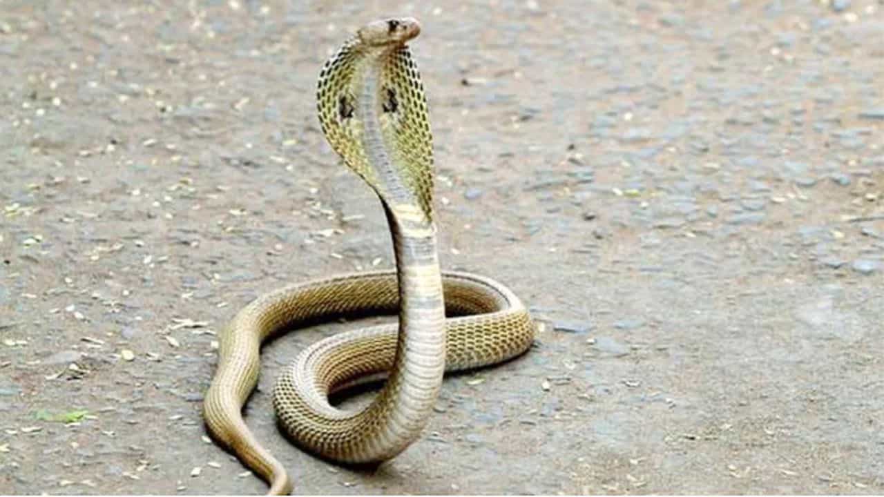 సాధారణంగా ఈ విశ్వంలో ఉన్న చాలా వరకు జంతువులు కంటి చూపు ద్వారా విషయాలను గ్రహిస్తాయి. కానీ పాములు మాత్రం చూపుతో పాటు వాసనపై కూడా ఎక్కువగా దృష్టిపెడతాయి. పాము తమ నాలుకకు ఉండే కొన్ని ప్రత్యేక గ్రంధుల ద్వారా గాలిలోని రసాయనాలను సేకరించి.. నోటి పైభాగంలో ఉండే 'జాకోబ్సన్' అనే ప్రత్యేక అవయవం ద్వారా అవి వాసనను గుర్తిస్తాయి.