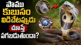 పాములు కుబుసం విడిచేటప్పుడు చూస్తే పగబడుతాయా?