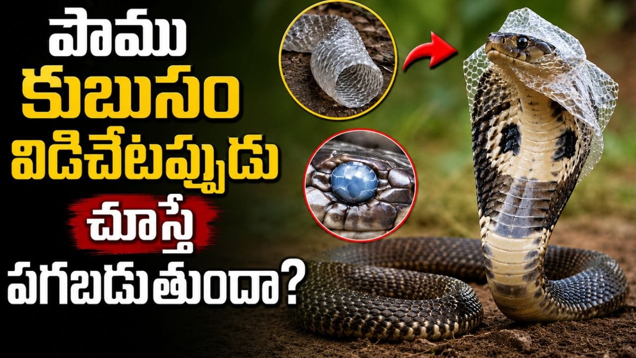 Facts and Myths: పాములు కుబుసం విడిచేటప్పుడు చూస్తే పగబడుతాయా..? అసలు నిజమేంటి?
