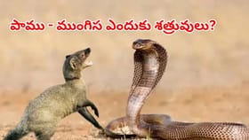 పాము - ముంగిస ఎందుకు శత్రువులు? అది చిన్న కథకాదు..సవతుల పోరు!
