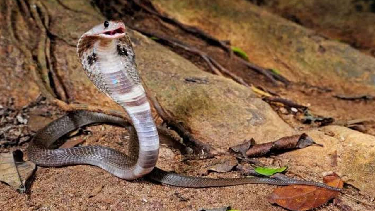 Snakes