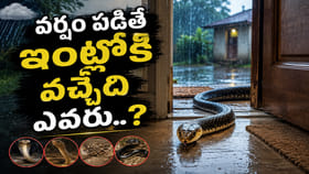 వర్షాల్లో పాములు ఇళ్లలోకి ఎందుకు వస్తాయి..?