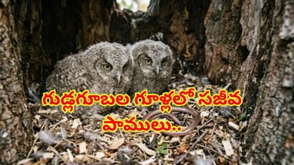 గుడ్లగూబల గూళ్లలో సజీవ పాములు.. ప్రకృతి వింతపై పరిశోధనలు!