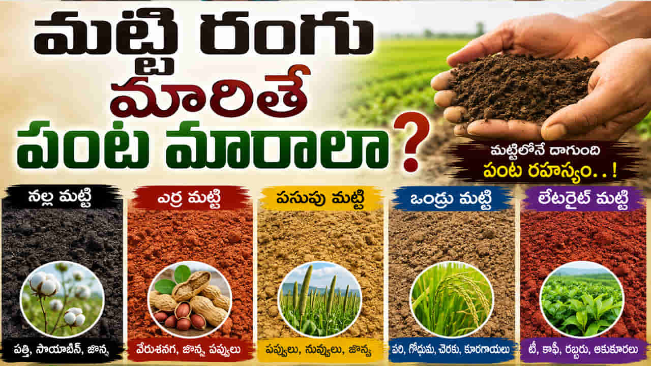 నేల రంగు వెనుక ఇంత కథ ఉందా? మట్టిలోనే దాగుంది పంట రహస్యం.. ఏ మట్టికి ఏ పంటో తెలుసా!