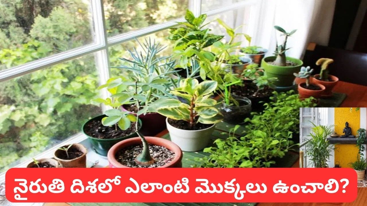 Vastu Tips: నైరుతి దిశలో ఈ మొక్కలు పెంచితే శుభప్రద