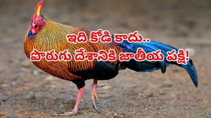 కోడి ఓ దేశానికి జాతీయ పక్షి! దాని వెనుక ఉన్న ఆసక్తికరమైన కథ ఇదిగో