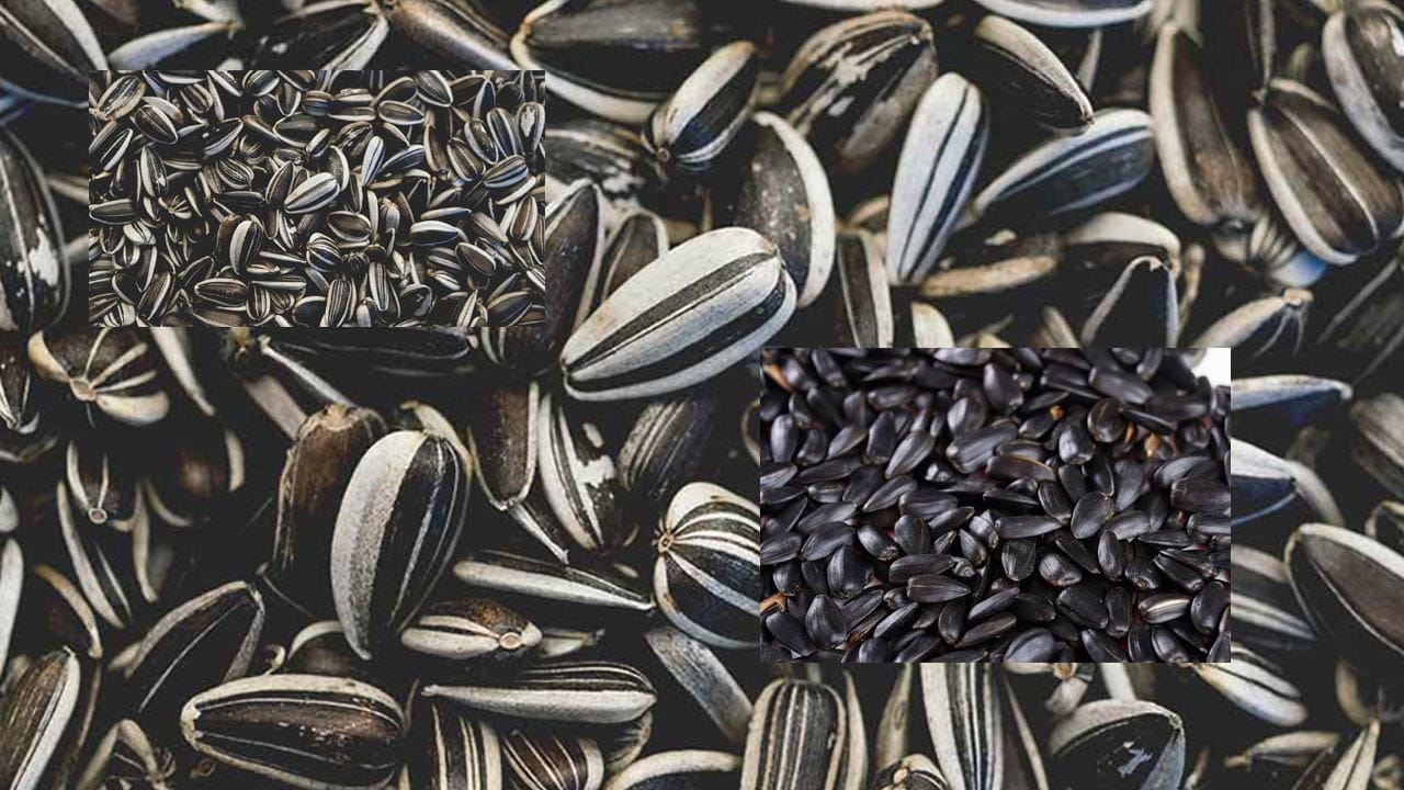 Sunflower Seeds 2