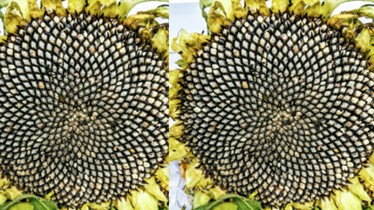 Sunflower Seeds 3