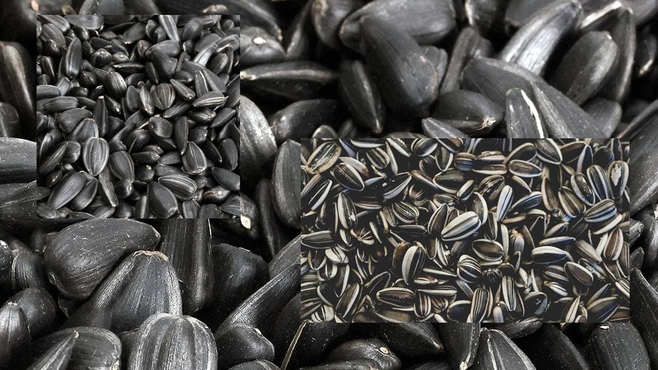 Sunflower Seeds 5