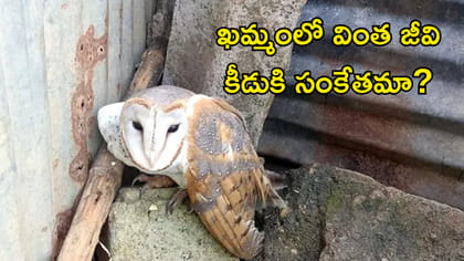ఖమ్మంలో టైటా గుడ్లగూబ! దేనికి సంకేతం.. శుభమా? అశుభమా?