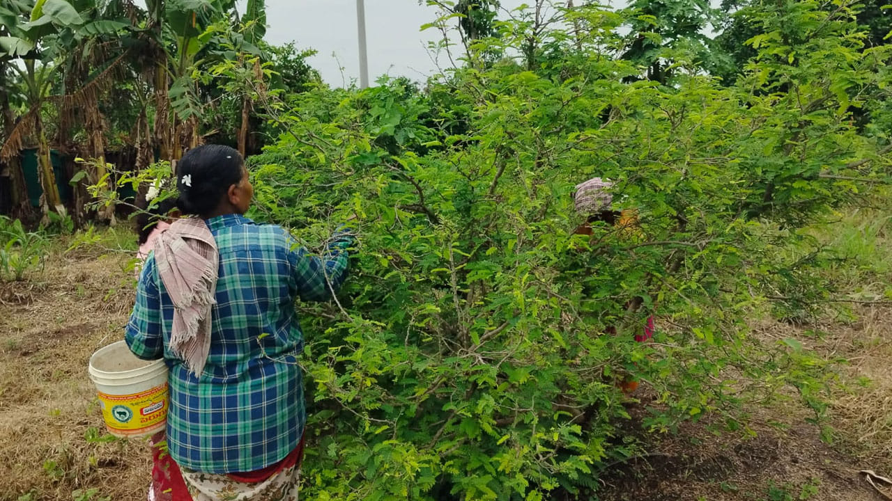 Tamarind Leaf Cultivation