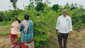 చింత చిగురు సాగుతో చింత లేని ఆదాయం..