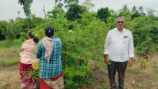 వారెవ్వా.. చింతచిగురు సాగుతో ఆశ్చర్యపరుస్తున్న రైతు.. ఏడాది అంతా ఆదాయం..