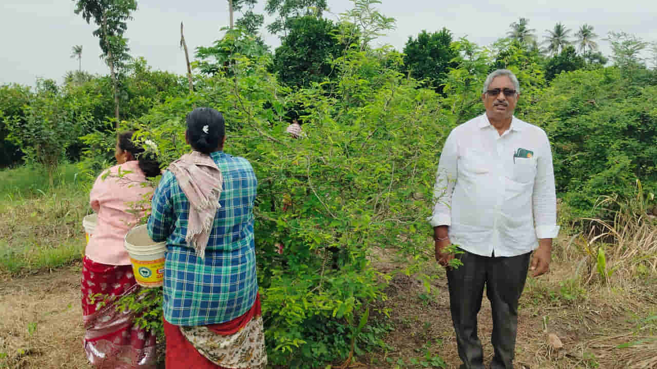 వారెవ్వా.. చింతచిగురు సాగుతో ఆశ్చర్యపరుస్తున్న రైతు.. ఏడాది అంతా ఆదాయం..