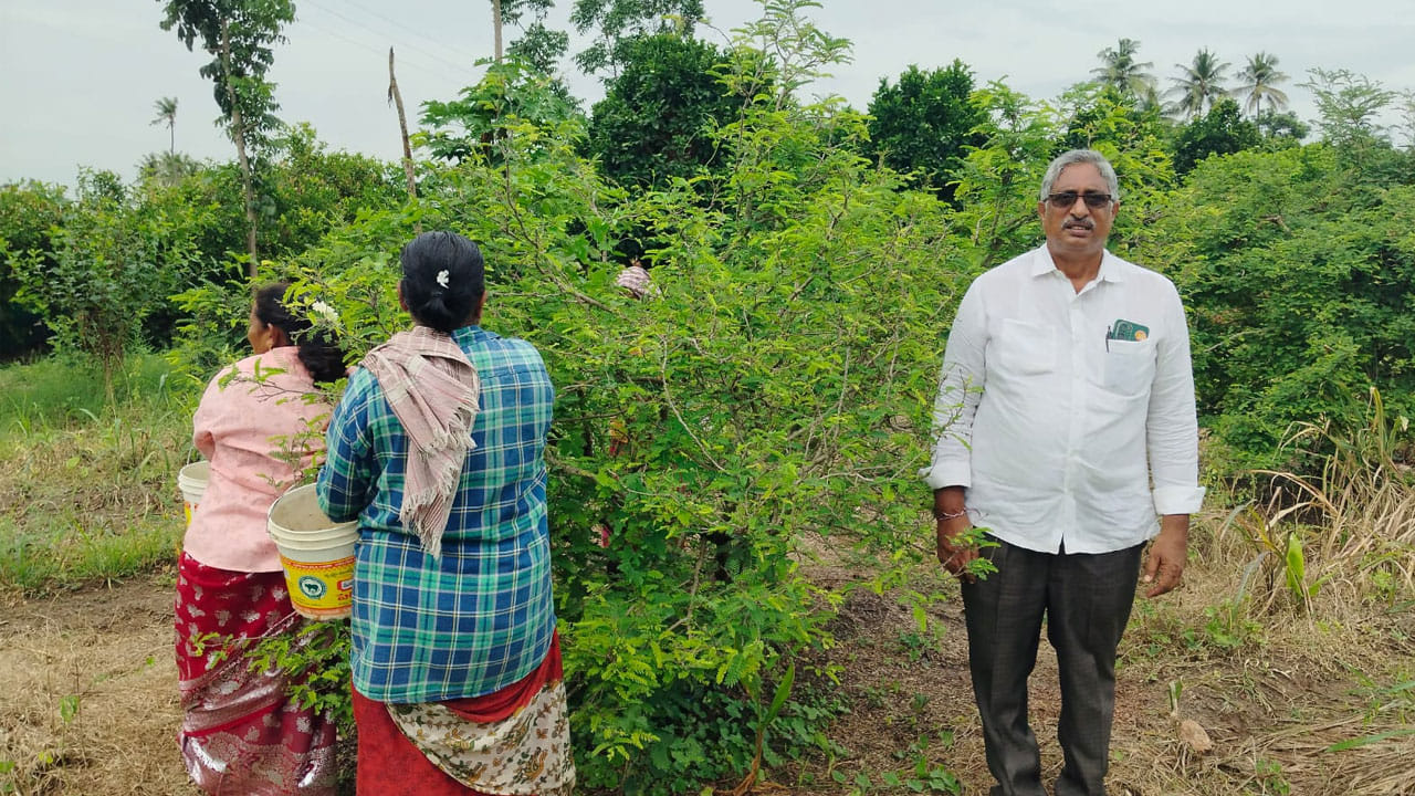 వారెవ్వా.. చింతచిగురు సాగుతో ఆశ్చర్యపరుస్తున్న రైతు.. ఏడాది అంతా ఆదాయం..