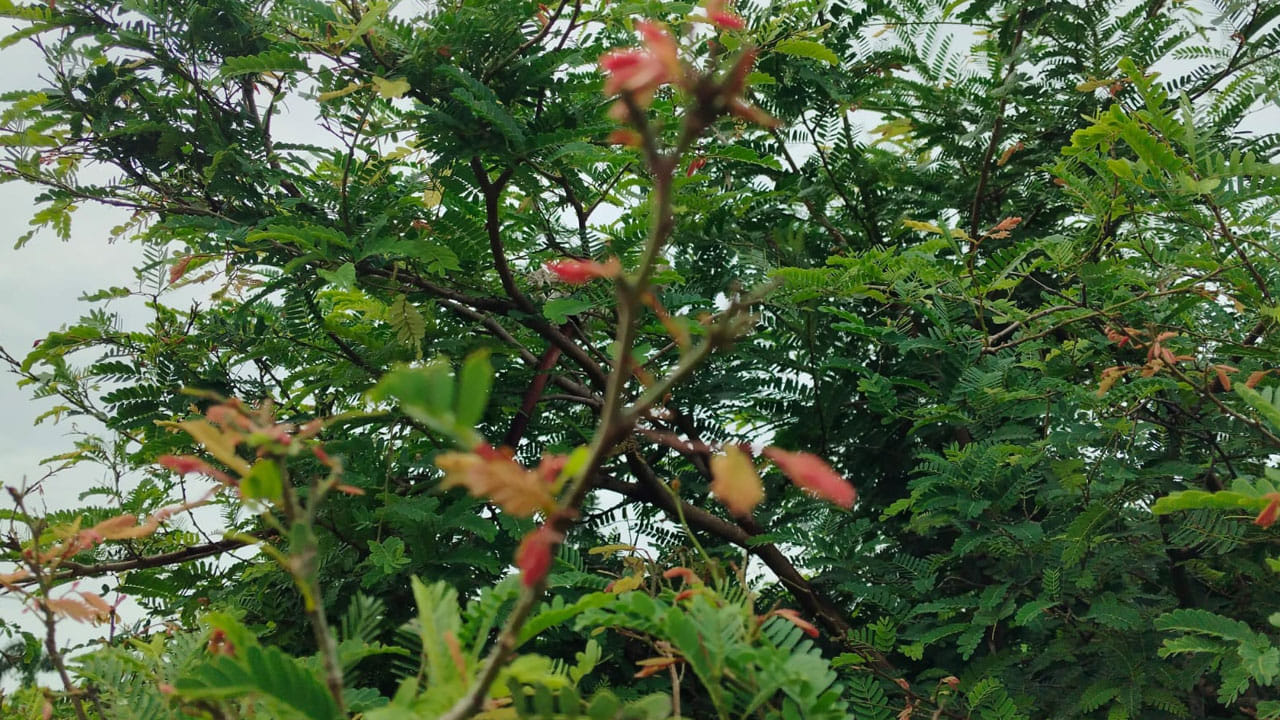 Tamarind Leaves