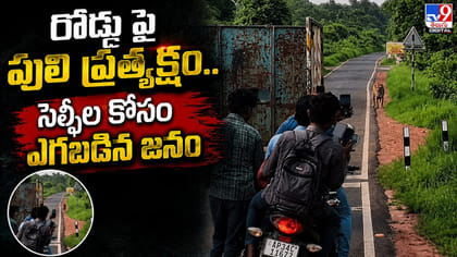 రోడ్డు పై పులి ప్రత్యక్షం.. సెల్ఫీల కోసం ఎగబడిన జనం