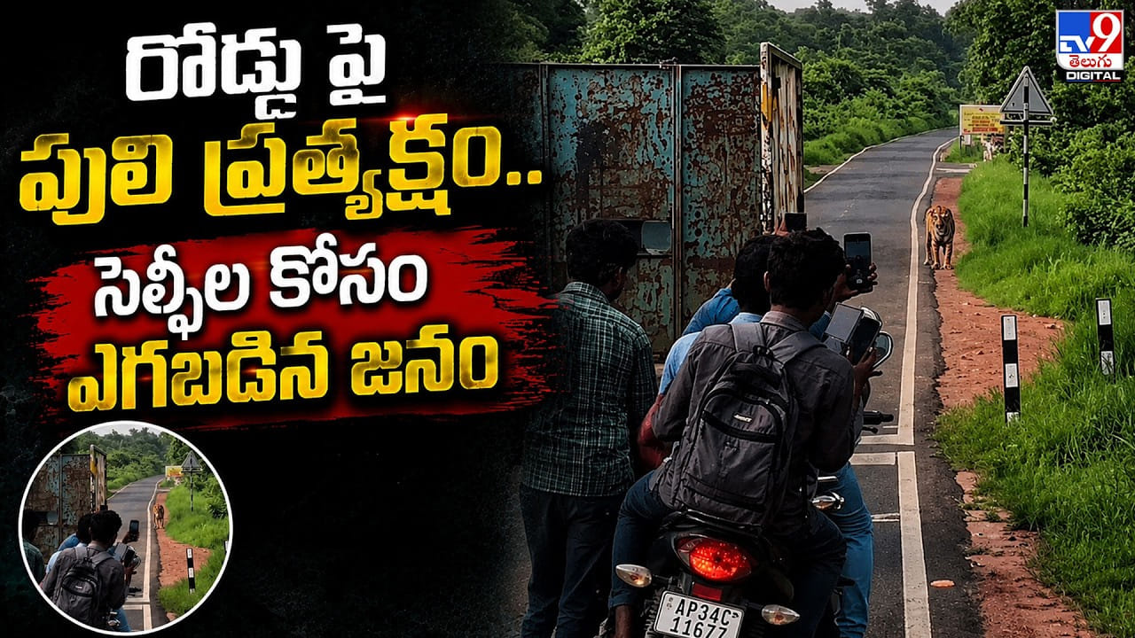 రోడ్డు పై పులి ప్రత్యక్షం.. సెల్ఫీల కోసం ఎగబడిన జనం రోడ్డు పై పులి ప్రత్యక్షం.. సెల్ఫీల కోసం ఎగబడిన జనం